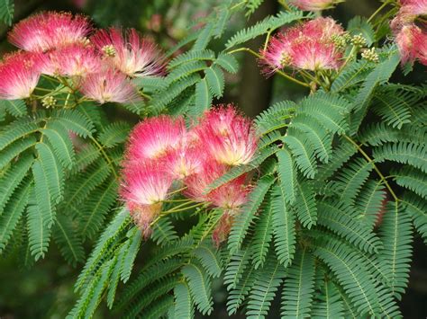 Albizia Julibrissin Rosea. Shrubs for Sale UK. Letsgoplanting.co.uk
