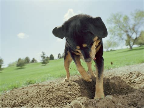 Dog Digging Problem