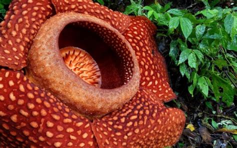 Picture of the Rafflesia Arnoldii Flower - Natia Wallpapers