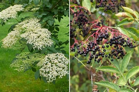 Plantes Pour Renforcer Le Syst Me Immunitaire Promesse De Fleurs