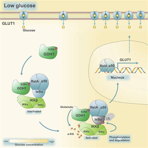 α Ketoglutarate Activated NF κB Signaling Promotes Compensatory Glucose