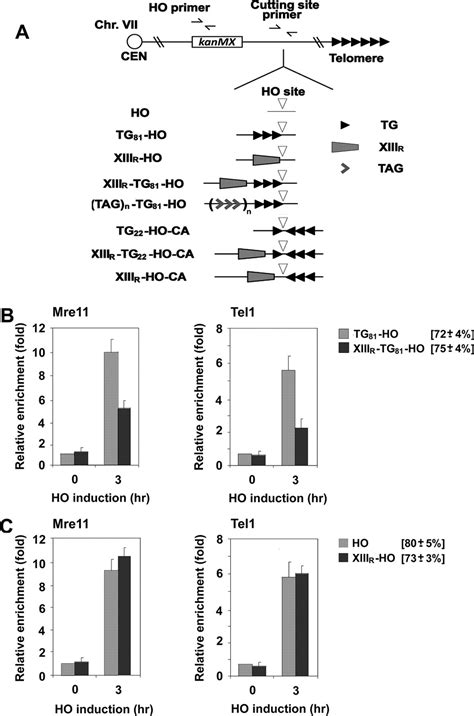 Subtelomere Binding Protein Tbf1 And Telomere Binding Protein Rap1