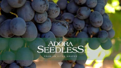 Adora Seedless® Black Grapes Harvest On Vimeo