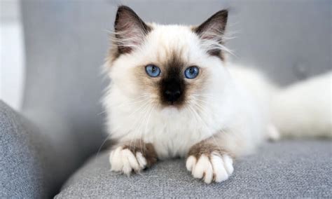 White Cat Names Best Choices For Your Feline