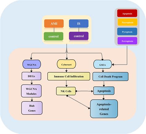 Frontiers Identification Of Genes Linking Natural Killer Cells To Apoptosis In Acute