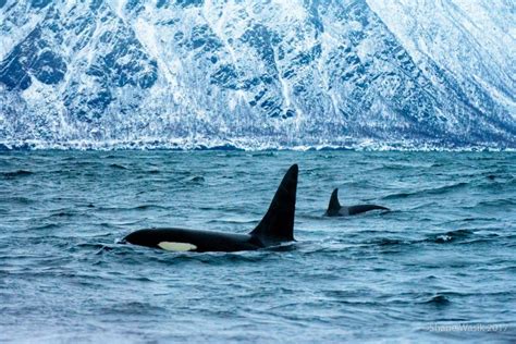 Basking Shark Scotland | Explore Oban