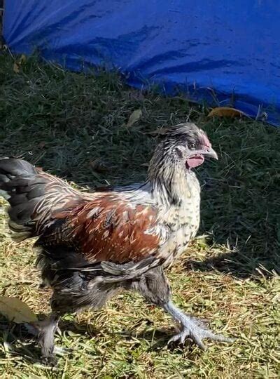 Naked Neck Silkie Cross Backyard Chickens Learn How To Raise Chickens