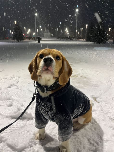 Бигль ловит снежинки | Cute beagles, Cute dogs, Beagle dog puppies