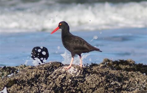 Haematopus Bachmani Black Oystercatcher RWGaebel Flickr