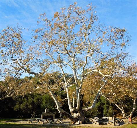 California Sycamore – Santa Barbara Beautiful