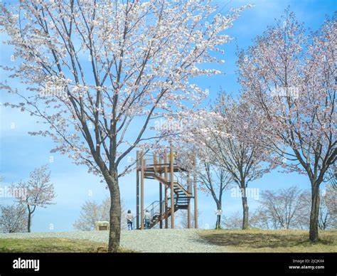 Cherry Blossoms in Hokkaido, Japan Stock Photo - Alamy