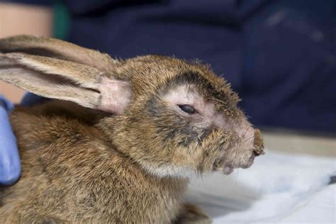 Rabbit Tumors Lipomas Cysts And More