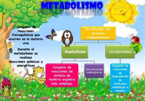 Metabolismo de los seres vivos Blog didáctico