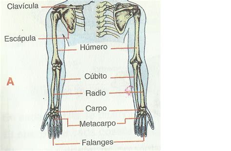 Luis Gilber 2015 2024 Columna Vertebral Y Huesos De Las Extremidades