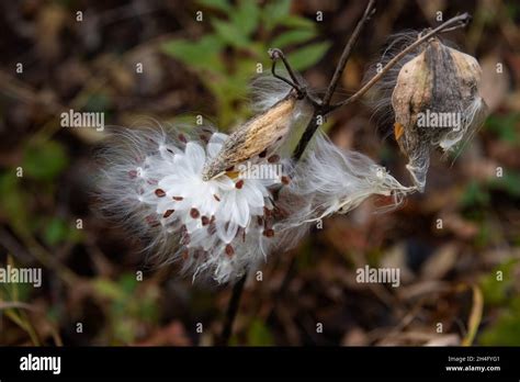 A Common Milkweed Asclepias Syriaca Seed Pod Or Follicle Bursting