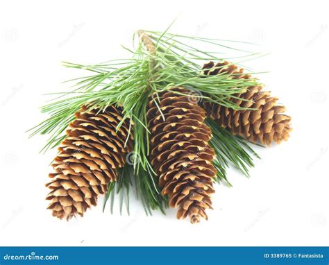 Filial E Cones De árvore Do Pinho Imagem de Stock Imagem de inverno