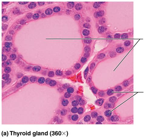 Biol L Thyroid Gland Histology Diagram Quizlet