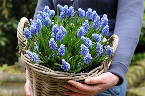 Muscari (Grape Hyacinth)