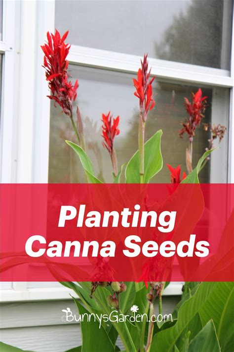 Red canna lily flower by a home's window - introducing how to plant ...