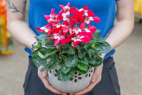 How To Prune Your Hydrangea Merrifield Garden Center