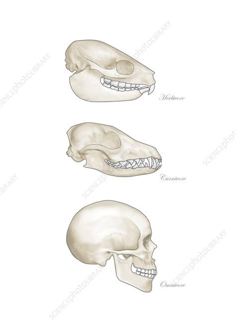 Carnivore Teeth Diagram