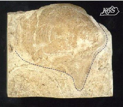 Pelecypoda (clams), Fossils, Kentucky Geological Survey, University of ...