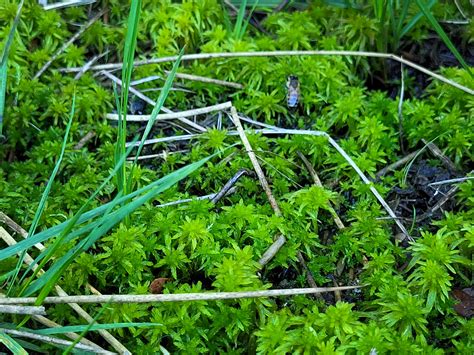 Les Tourbières de Longeyroux Sites Naturels Parcs Naturels à Meymac