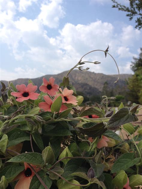 Urgent Sherry Steiger Fractal Geometry Healing Is A Total Miracle Now Don't Miss!