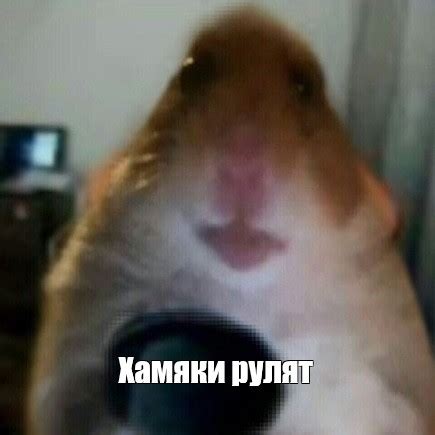 Мем: "Хамяки рулят" - Все шаблоны - Meme-arsenal.com