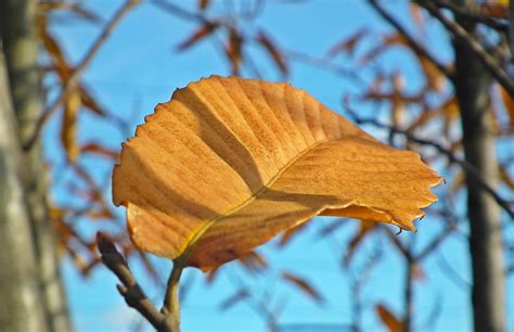 Kastanienbaum Blatt Herbst Kostenloses Foto Auf Pixabay Pixabay