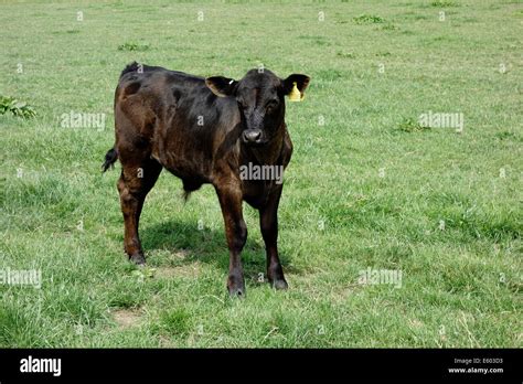 Beef cattle farming young Aberdeen Angus calf on lush grass in summer sunshine Stock Photo - Alamy