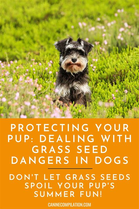 Shielding Your Dog Hazards Of Grass Seeds And How To Prevent Them