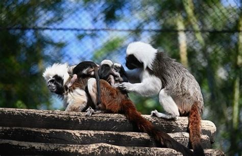 PHOTOS: Critically Endangered Baby Cotton-Top Tamarin Monkey Triplets ...