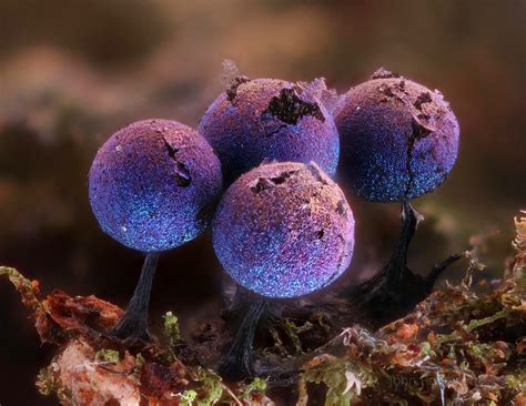 The Amethyst Mushroom Is Like A Galaxy – whydontyousharethis