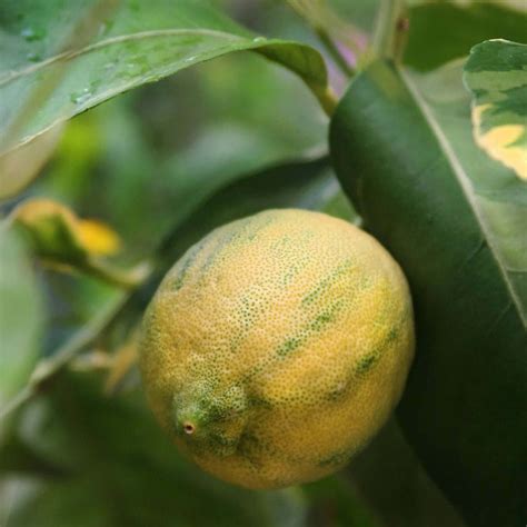 Variegated Pink Lemon Tree - PlantsExpress.com