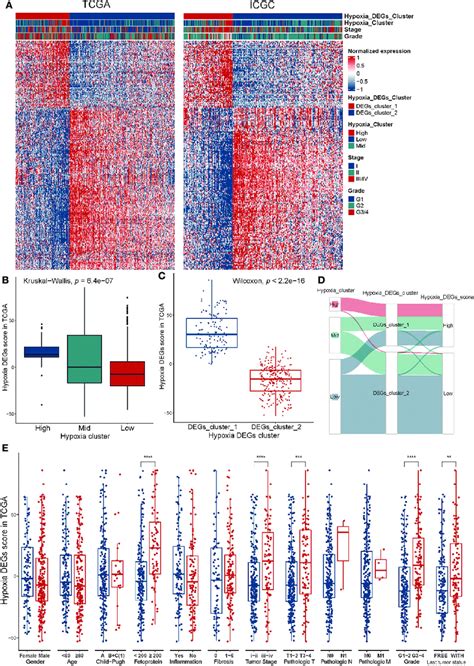 Construction Of An Hcc Specific Hypoxia Signature A Unsupervised