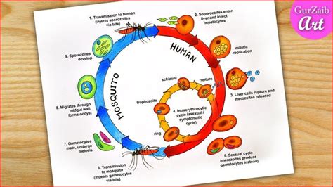 How To Draw Malaria Life Cycle Diagram Drawing Easy Step By Step