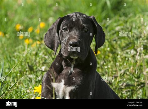 German Mastiff Puppy Black On Meadow Stock Photo Alamy