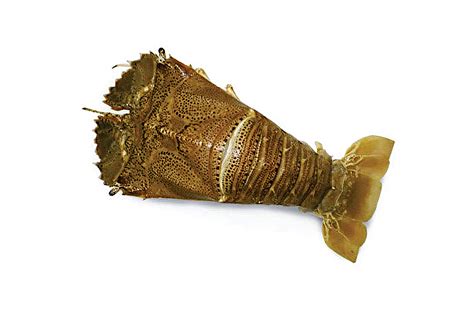 Slipper Lobster – Ceylon Catch (PVT) LTD