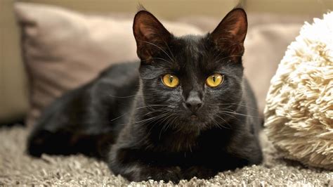 Volevo Un Gatto Nero Petpassion