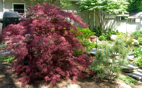 Lace Leaf Japanese Maple Tamukeyama 2 3 Feet Tall In A 3 Gallon Pot