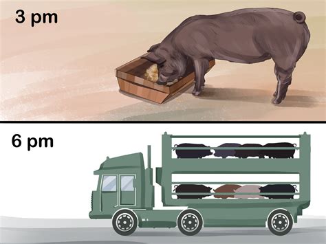 How To Feed Pigs 12 Steps With Pictures WikiHow