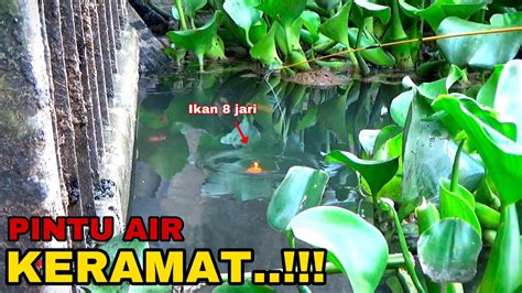 Keberuntungan Mancing Di Pintu Air KERAMAT Ikan Nila Babon Semua