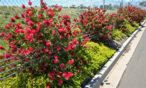 Callistemon Redmans Fire Bottlebrush Pot Hello Hello Plants