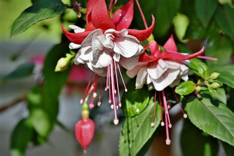 Fuchsia Flowers Planting Growing And Caring For Fuchsias