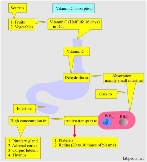 Vitamin C Ascorbic Acid Labpedia Net