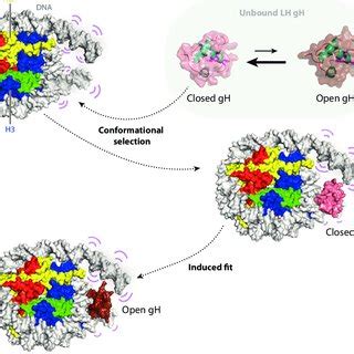 Conformational Selection And Induced Fit Mechanisms Of Lh Nucleosome