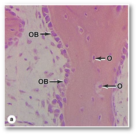 Histo Bone Flashcards Quizlet