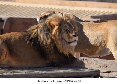 314 Roaring Male Lion On Rock Images Stock Photos Vectors Shutterstock