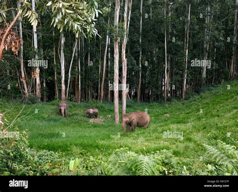 Indian Wild Elephant Kerala Hi Res Stock Photography And Images Alamy